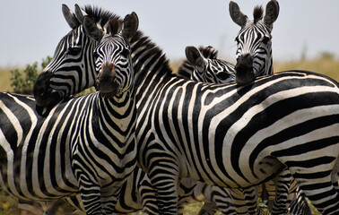 Animals in Tanzania, Africa from Safari © ceamanu