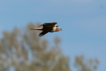 Busard des roseaux,Circus aeruginosus, Western Marsh Harrier