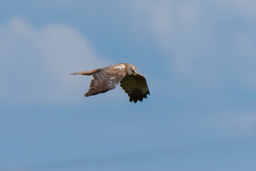 Busard des roseaux,Circus aeruginosus, Western Marsh Harrier