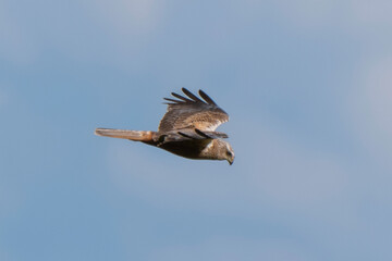 Busard des roseaux,Circus aeruginosus, Western Marsh Harrier