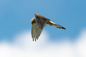 Faucon crécerelle,Falco tinnunculus, Common Kestrel