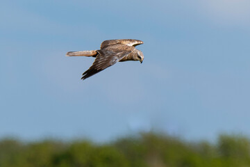 Busard des roseaux,Circus aeruginosus, Western Marsh Harrier