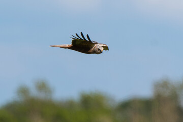 Obraz premium Busard des roseaux, Circus aeruginosus, Western Marsh Harrier