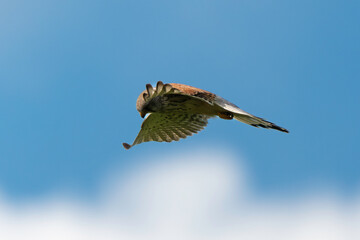 Faucon crécerelle,Falco tinnunculus, Common Kestrel