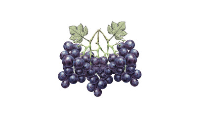 Black Bunch of Grapes Dark Blue Grapes Isolated on White Background Illustration Vector. Close-up Black Grapes Isolated, Top View, Vine, Berry, Autumn, Grapevine, Winery, Vines
