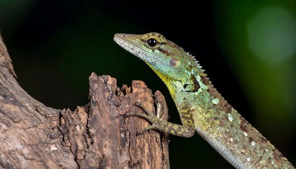 Naklejka premium Close-up of a colorful lizard on a weathered branch.