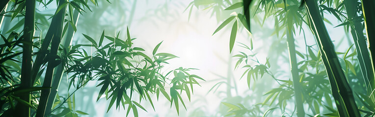 Naklejka premium Bamboo Leaves in Bright Sunlight Background.