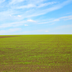 Green wheat field and white clouds in blue sky.