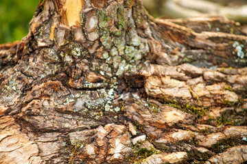 moss on tree trunk