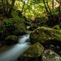 Obraz premium Lush forest stream (11)
