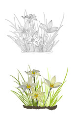  Delicate Wildflowers with Grass in Outline and Soft Color, Botanical Vector Illustration for Spring Designs, Nature Themes, and Creative Artistic Projects