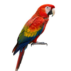 Vibrant Scarlet Macaw Perched Against Black Background