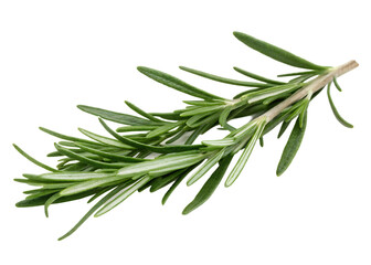 Fototapeta premium Rosemary sprig green herb isolated on a transparent background