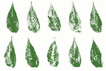 Natural leaves imprint, grunge style, vector, isolated, decorative elements for design