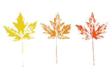 Natural maple leaves imprint, grunge style, vector, isolated, decorative elements for design