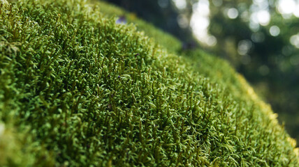 Lush green moss covering a rocky surface in a serene woodland during the afternoon light