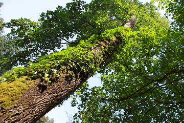 Fototapeta premium trees in a japanese and oriental park in france 