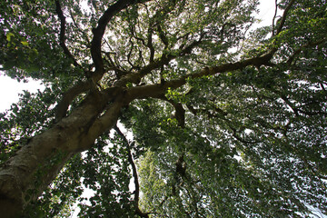 trees in a japanese and oriental park in france 