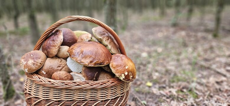 basket of mushrooms