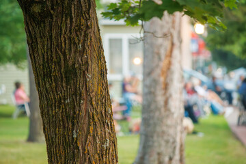 tree in the park with a blurry background of people