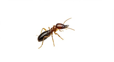 Closeup view reveals detailed texture of a small brown termite against bright white background. AI Generated