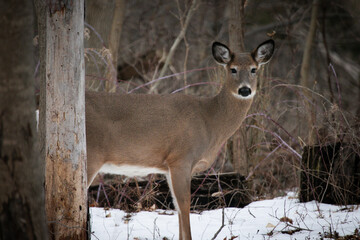 white tailed deer