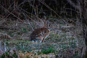 hare in the woods