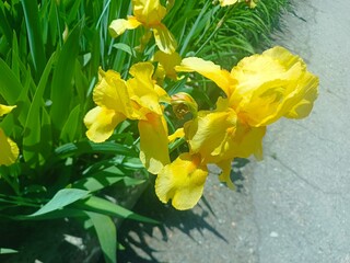 Vibrant Yellow Iris Blossoms in Sunlight