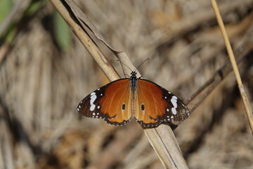 the plain tiger butterfly (Danaus chrysippus)