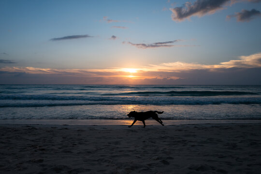 sunset on the beach with dog in Tulum, Mexico