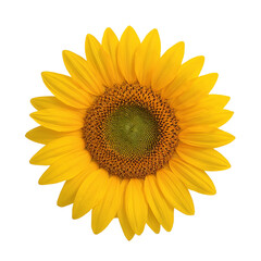 Fototapeta premium Single sunflower flower with bright yellow petals and visible seeds isolated on transparent background 