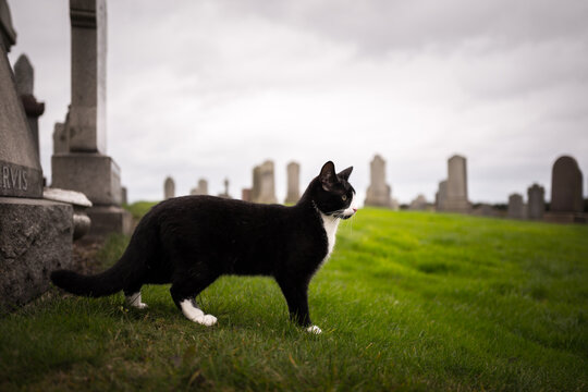 cat in a cemetary