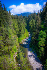 mountain river in the forest