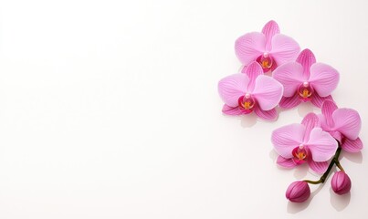 Cluster of pink orchid blooms with buds in corner over clean white