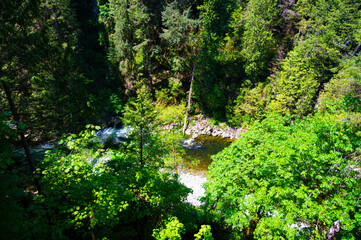 forest trail