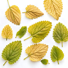 Dried lemon balm leaves isolated on white background, used in herbal teas, natural remedies