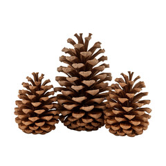 Set of three pinecones in different sizes isolated on transparent background  