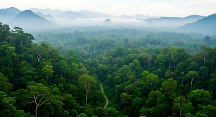 Fototapeta premium Lush Green Forest Landscape with Misty Mountains and Winding Dirt Road