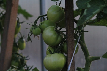 green tomatoes on a branch in a greenhouse