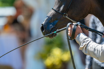 Equestrian Precision: A Trainer's Gentle Guidance in the Show Ring