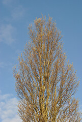 Poplar Tree with New Leaves seen against Blue Sky in Spring