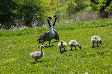 geese in the grass