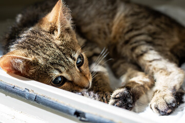 A Playful Tabby Kitten Enjoying a Relaxing Moment in Sunlight