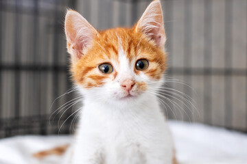 A Playful Orange and White Kitten in a Cozy and Comfortable Setting