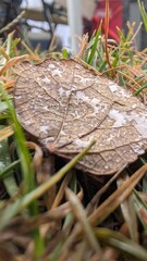 wet leaf in the grass