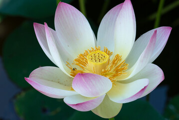 Lotus Nelumbo nucifera Gaertn 