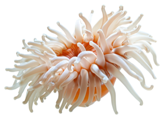 PNG Sea Anemone white background invertebrate sea anemone.