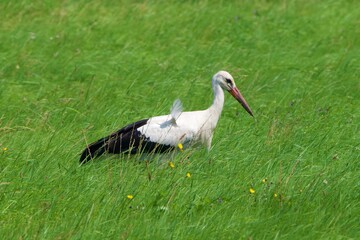 storks on gras