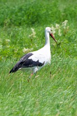 storks on gras