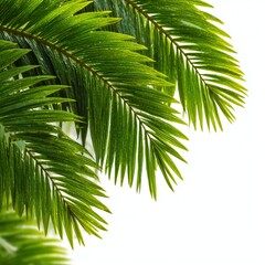 Fototapeta premium Lush Green Palm Leaves on White Background
